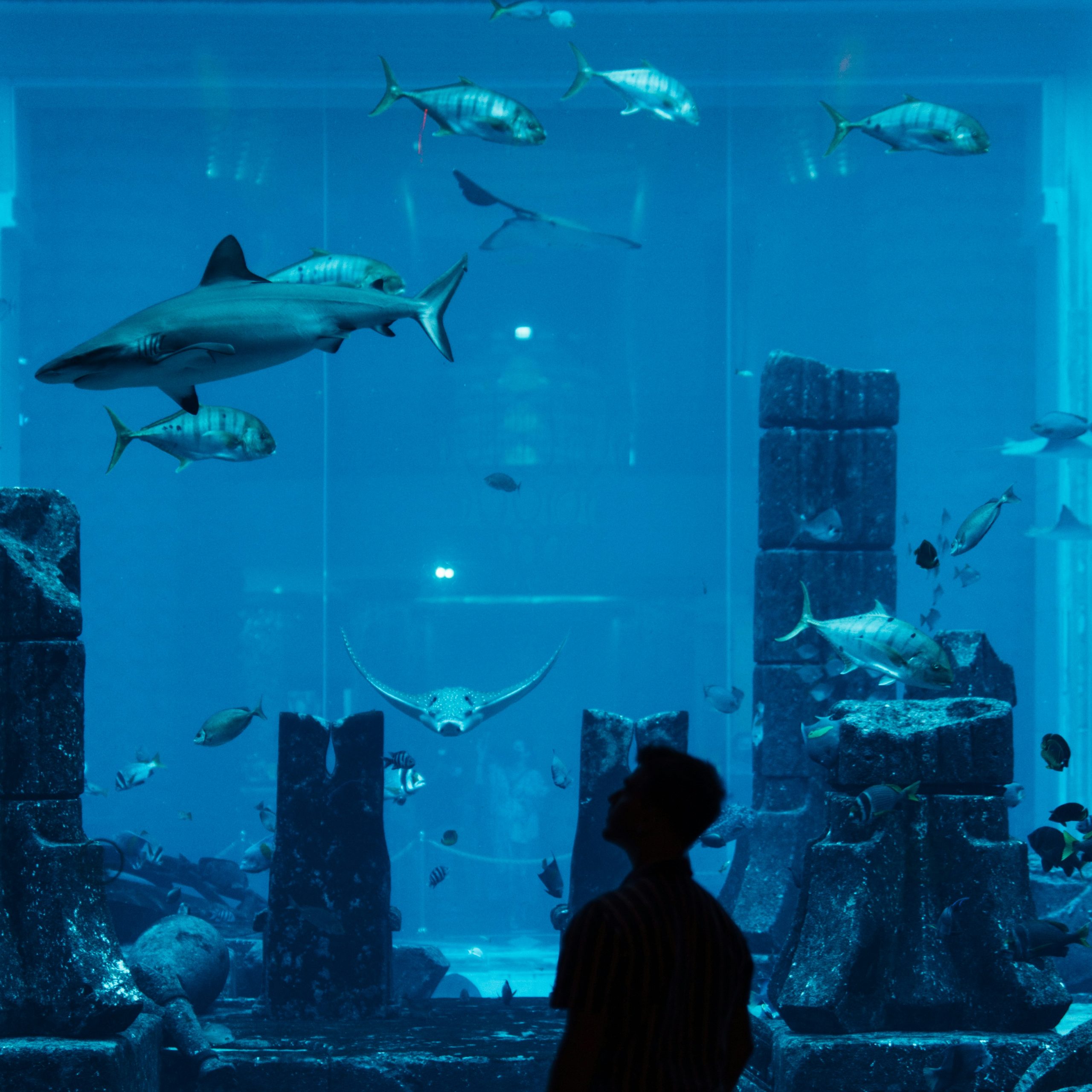 aquarium