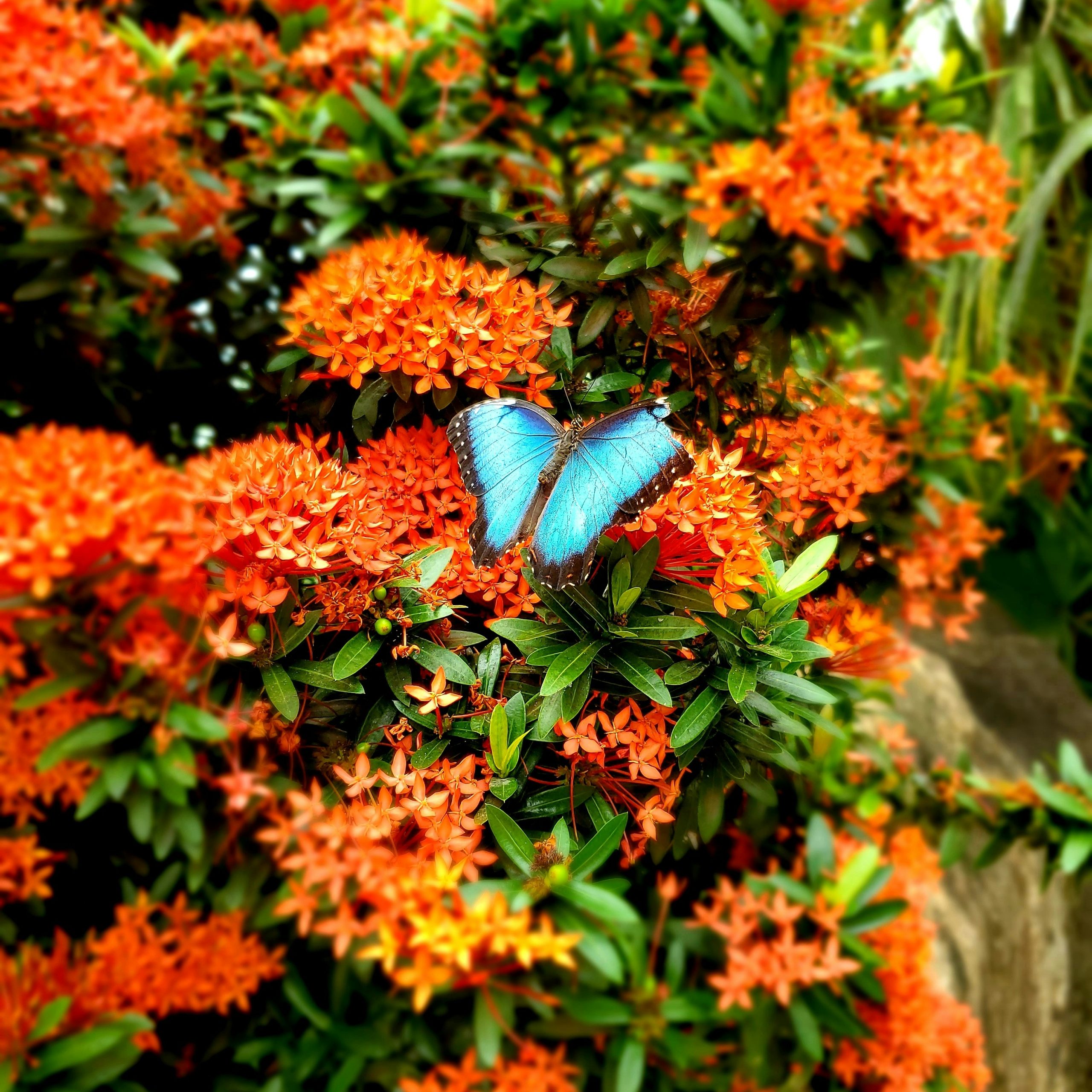 butterfly garden