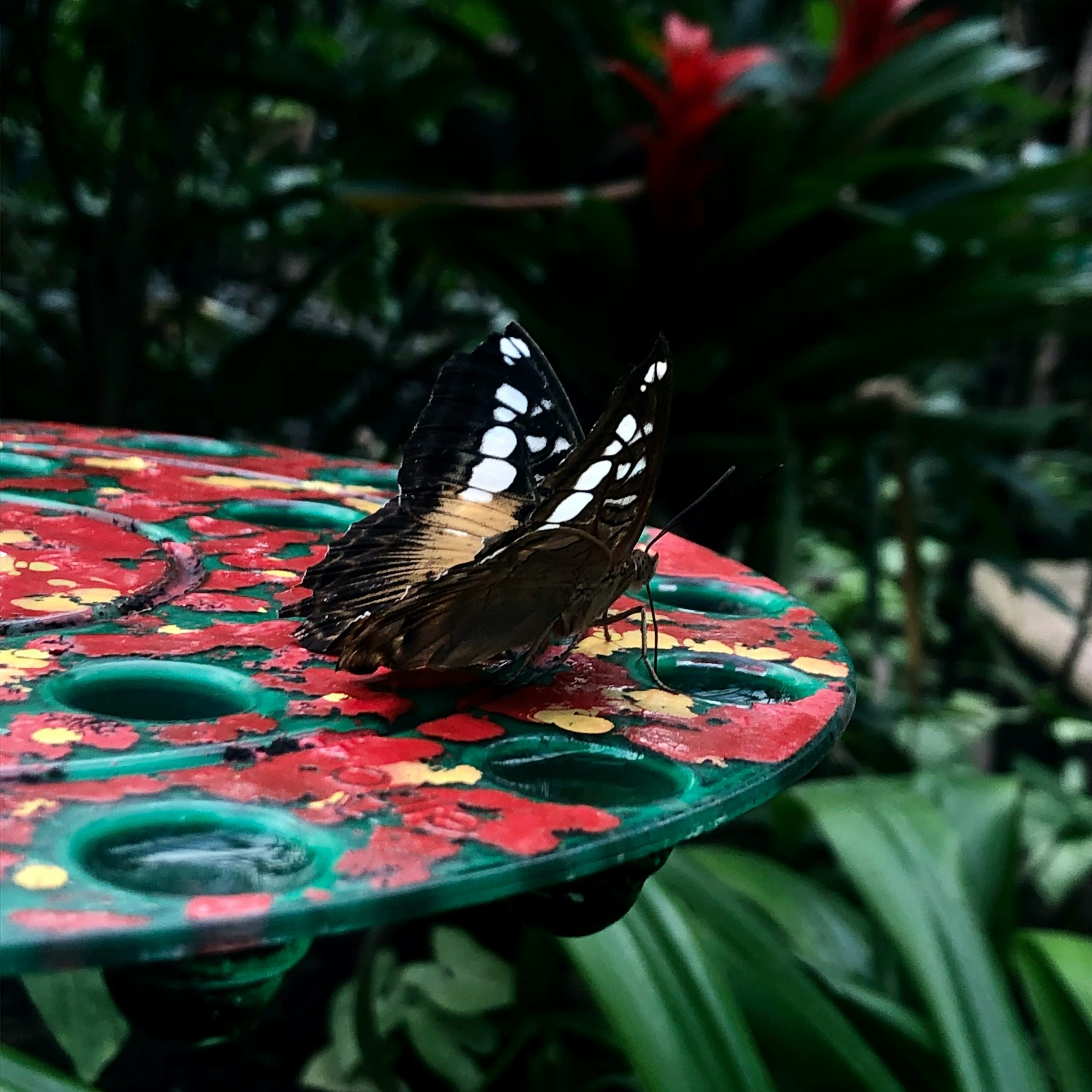 butterfly garden